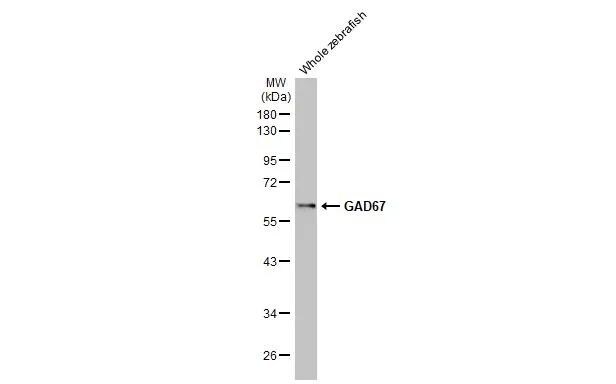 GAD1/GAD67 Antibody (HL1096) - Azide and BSA Free
