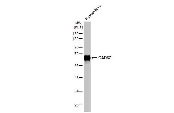 GAD1/GAD67 Antibody (HL1096) - Azide and BSA Free