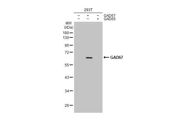 GAD1/GAD67 Antibody (HL1096) - Azide and BSA Free