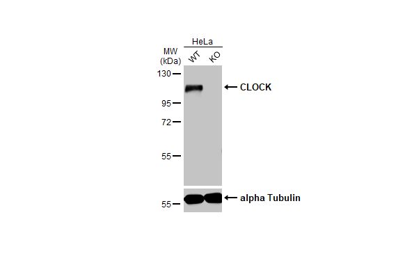 CLOCK Antibody (HL1099)