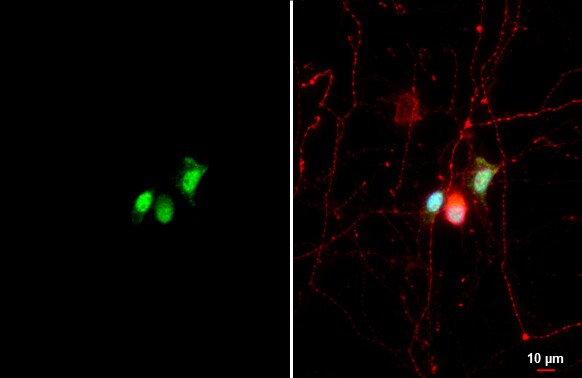 CLOCK Antibody (HL1099)