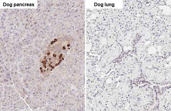 Somatostatin Antibody (HL1101)