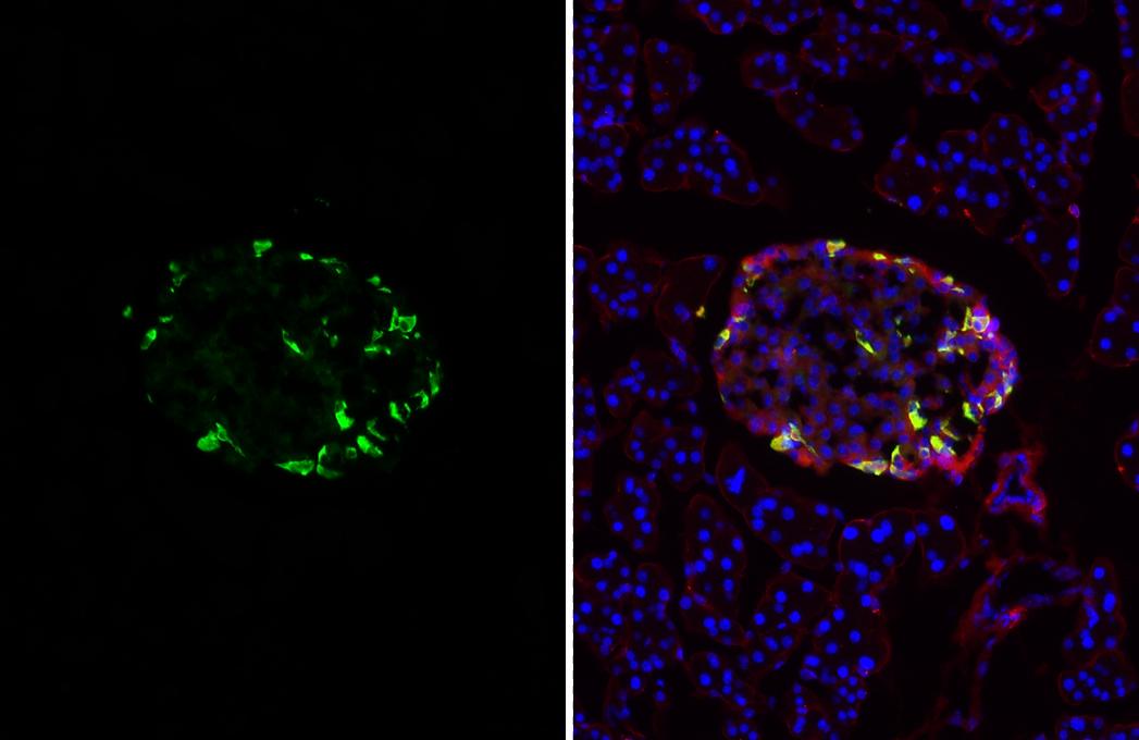 Somatostatin Antibody (HL1101) - Azide and BSA Free