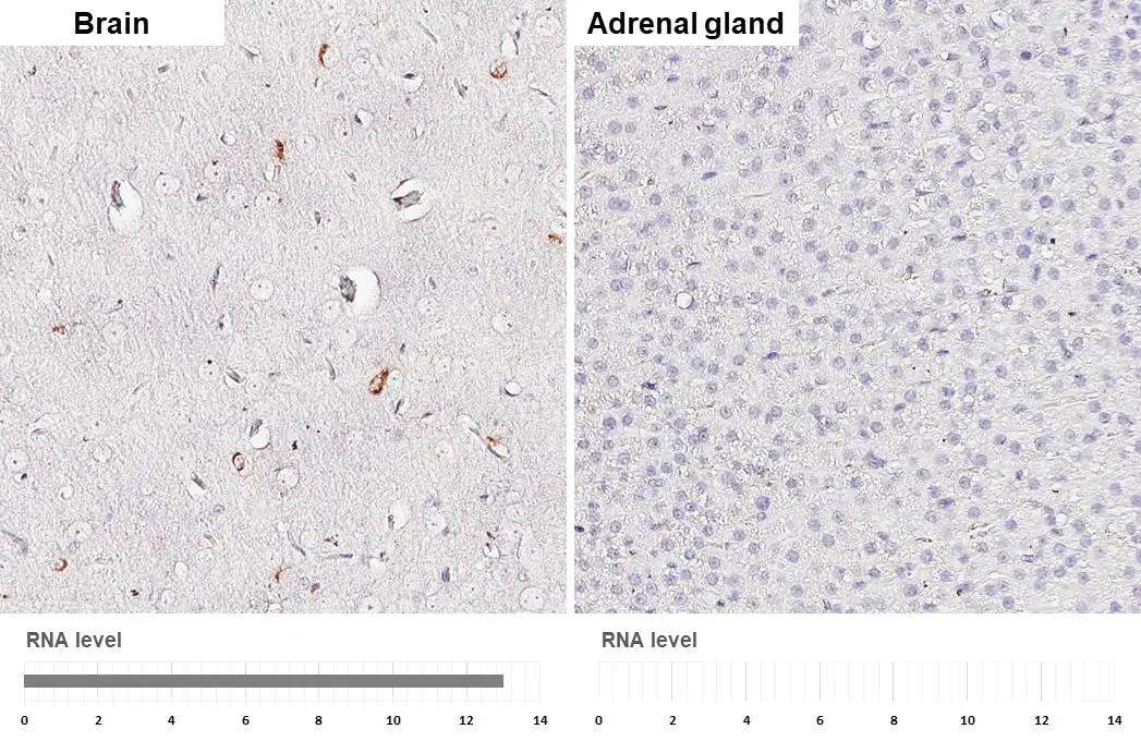 Somatostatin Antibody (HL1101) - Azide and BSA Free