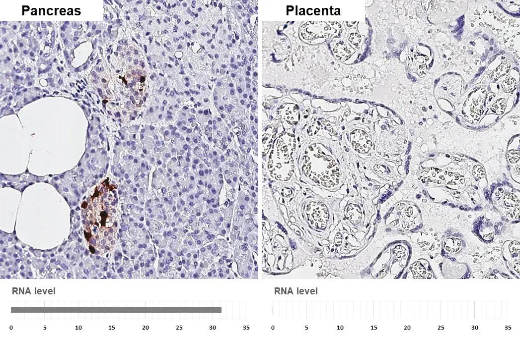 Somatostatin Antibody (HL1101) - Azide and BSA Free