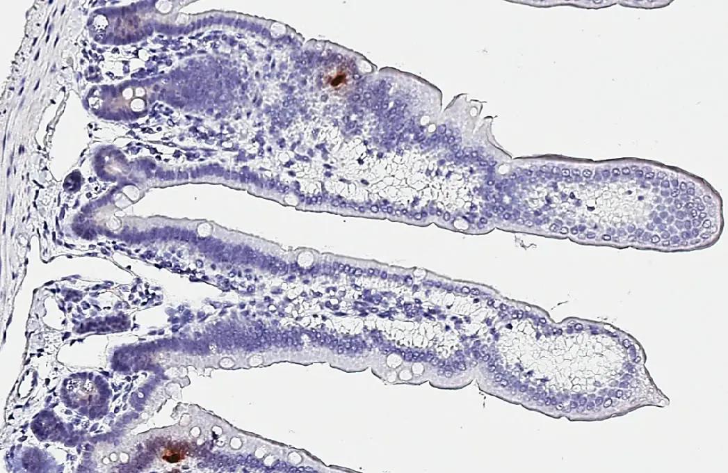 Somatostatin Antibody (HL1101) - Azide and BSA Free