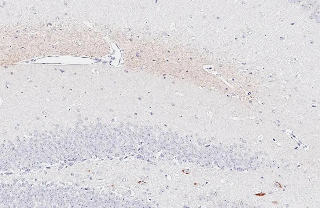 Somatostatin Antibody (HL1101) - Azide and BSA Free