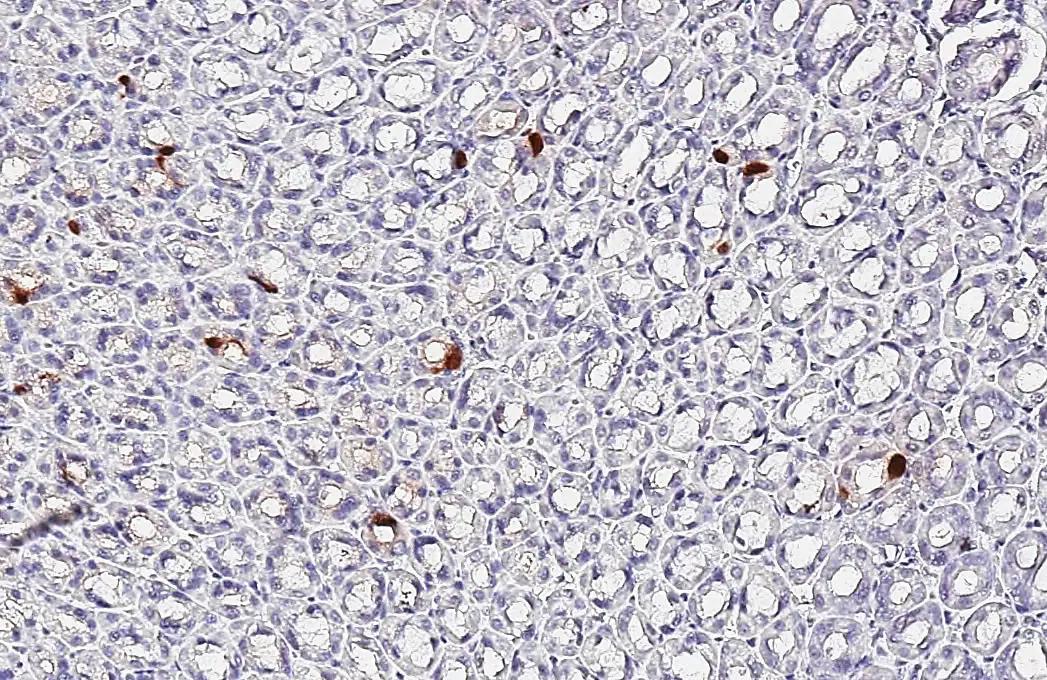 Somatostatin Antibody (HL1101) - Azide and BSA Free