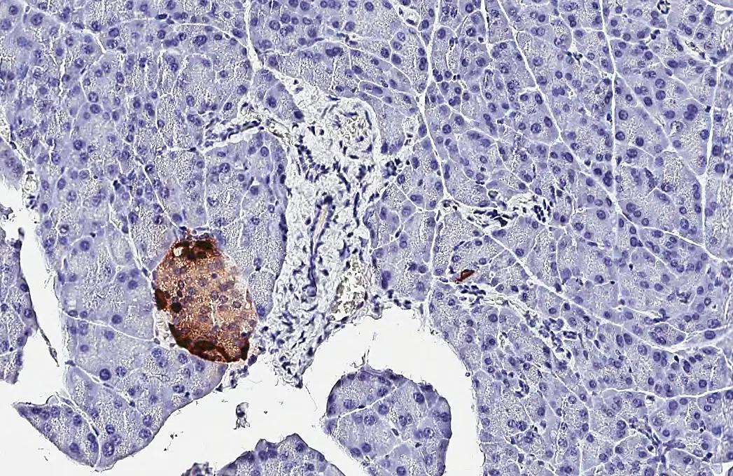 Somatostatin Antibody (HL1101) - Azide and BSA Free