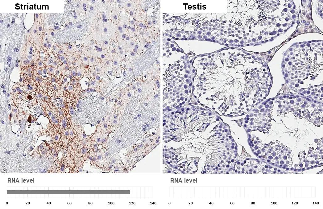 Somatostatin Antibody (HL1101) - Azide and BSA Free
