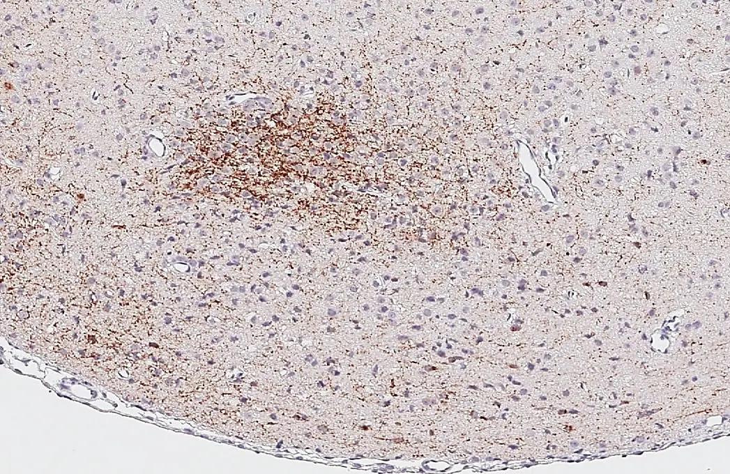 Somatostatin Antibody (HL1101) - Azide and BSA Free