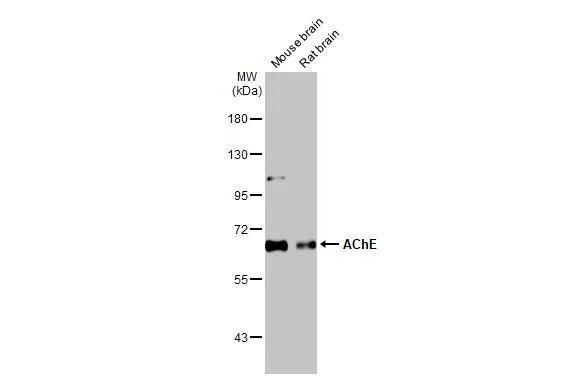 Acetylcholinesterase/ACHE Antibody (HL1102) - Azide and BSA Free