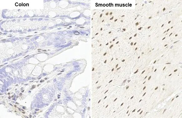RBPMS Antibody (HL1105)