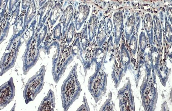 RBPMS Antibody (HL1105)