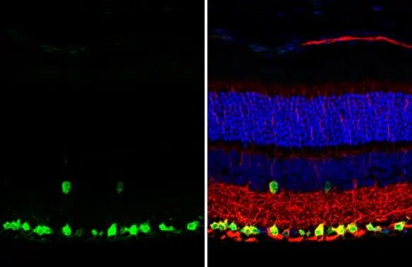 RBPMS Antibody (HL1105)