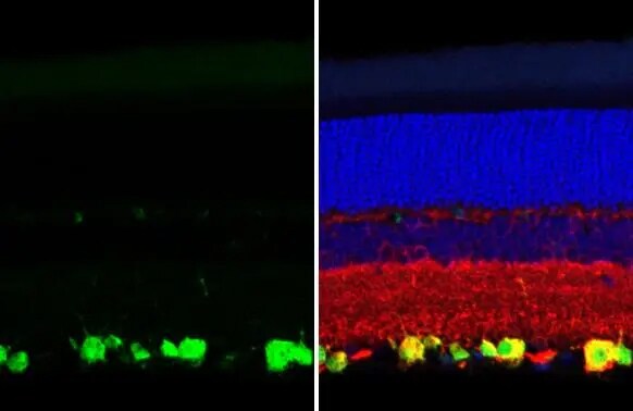 RBPMS Antibody (HL1105)