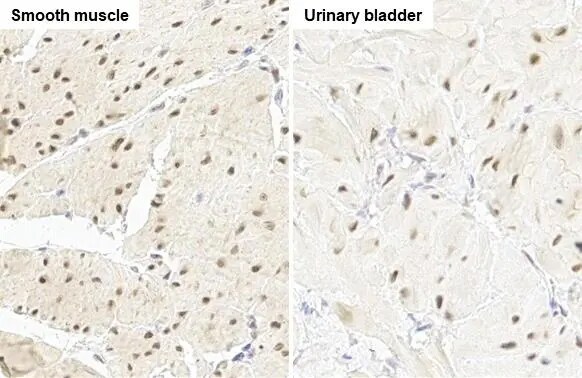 RBPMS Antibody (HL1106)