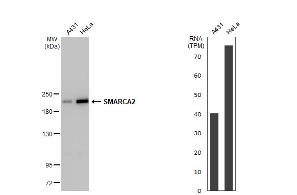 BRM Antibody (HL1115) - Azide and BSA Free