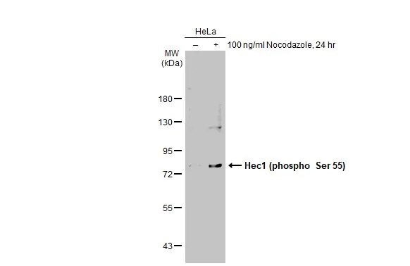 NDC80 [p Ser55] Antibody
