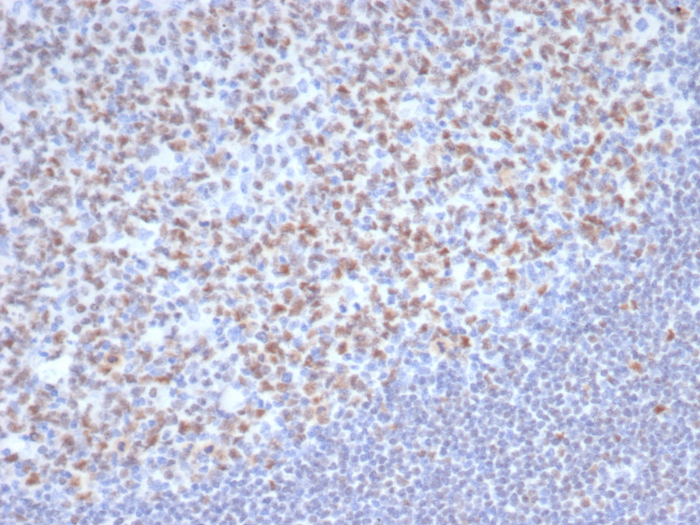 OCT2 Antibody (OCT2/7073R)