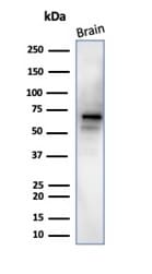 RBFOX3/NeuN Antibody (NeuN/288R) - Azide and BSA Free Western Blot: RBFOX3/NeuN Antibody (NeuN/288R) - Azide and BSA Free [NBP3-14002] -