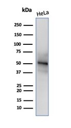 RBFOX3/NeuN Antibody (NeuN/288R) - Azide and BSA Free Western Blot: RBFOX3/NeuN Antibody (NeuN/288R) - Azide and BSA Free [NBP3-14002] -
