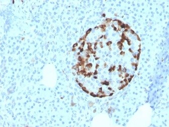 Vitamin D BP Antibody (VDBP/4481) - Azide and BSA Free Immunohistochemistry-Paraffin: Vitamin D BP Antibody (VDBP/4481) - Azide and BSA Free [NBP3-14005] -