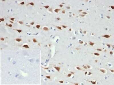 RBFOX3/NeuN Antibody (NeuN/6694R) - Azide and BSA Free Immunohistochemistry-Paraffin: RBFOX3/NeuN Antibody (NeuN/6694R) - Azide and BSA Free [NBP3-14008] -