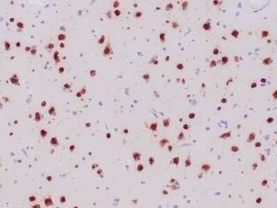 RBFOX3/NeuN Antibody (NeuN/6694R) - Azide and BSA Free Immunohistochemistry-Paraffin: RBFOX3/NeuN Antibody (NeuN/6694R) - Azide and BSA Free [NBP3-14008] -