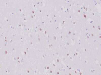 RBFOX3/NeuN Antibody (NeuN/6694R) - Azide and BSA Free Immunohistochemistry-Paraffin: RBFOX3/NeuN Antibody (NeuN/6694R) - Azide and BSA Free [NBP3-14008] -