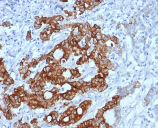 MUC6 Antibody (MUC6/7069R) - Azide and BSA Free