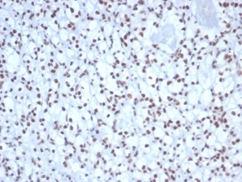 Nucleolin Antibody (NCL/7338) - Azide and BSA Free