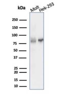 Ku80/XRCC5 Antibody (XRCC5/7315) - Azide and BSA Free Western Blot: Ku80/XRCC5 Antibody (XRCC5/7315) - Azide and BSA Free [NBP3-14017] -