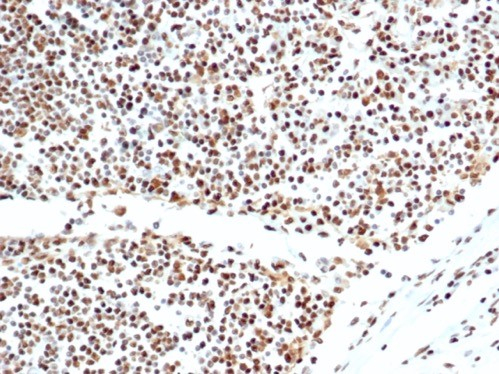 Ku80/XRCC5 Antibody (XRCC5/7317) - Azide and BSA Free