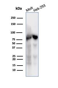 Ku80/XRCC5 Antibody (XRCC5/7317) - Azide and BSA Free Western Blot: Ku80/XRCC5 Antibody (XRCC5/7317) - Azide and BSA Free [NBP3-14018] -