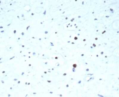 Pax7 Antibody (PAX7/7079R) - Azide and BSA Free Immunohistochemistry-Paraffin: Pax7 Antibody (PAX7/7079R) - Azide and BSA Free [NBP3-14034] -
