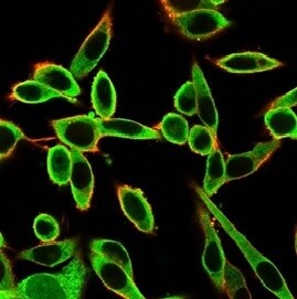 PBX1 Antibody (PCRP-PBX1-3C8) - Azide and BSA Free Immunocytochemistry/ Immunofluorescence: PBX1 Antibody (PCRP-PBX1-3C8) - Azide and BSA Free [NBP3-14035] -