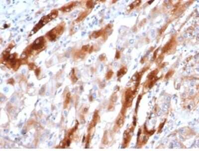 Glutamine Synthetase Antibody (GLUL/6604) - Azide and BSA Free Immunohistochemistry-Paraffin: Glutamine Synthetase Antibody (GLUL/6604) - Azide and BSA Free [NBP3-14039] -