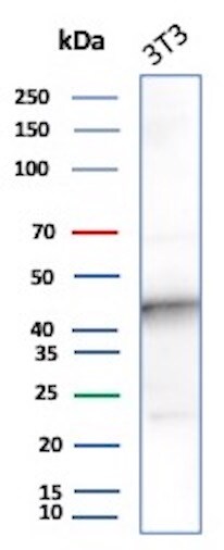 IDO2 Antibody (IDO2/2638) - Azide and BSA Free Western Blot: IDO2 Antibody (IDO2/2638) - Azide and BSA Free [NBP3-14045] -