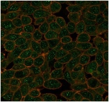 GTF2A1 Antibody (PCRP-GTF2A1-1F2) - Azide and BSA Free Immunocytochemistry/ Immunofluorescence: GTF2A1 Antibody (PCRP-GTF2A1-1F2) - Azide and BSA Free [NBP3-14054] -