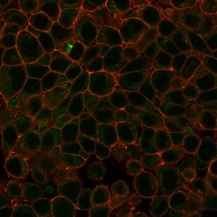 HDAC3 Antibody (PCRP-HDAC3-3C9) - Azide and BSA Free Immunocytochemistry/ Immunofluorescence: HDAC3 Antibody (PCRP-HDAC3-3C9) - Azide and BSA Free [NBP3-14061] -