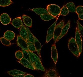 HDAC1 Antibody (PCRP-HDAC1-1B7) - Azide and BSA Free Immunocytochemistry/ Immunofluorescence: HDAC1 Antibody (PCRP-HDAC1-1B7) - Azide and BSA Free [NBP3-14062] -