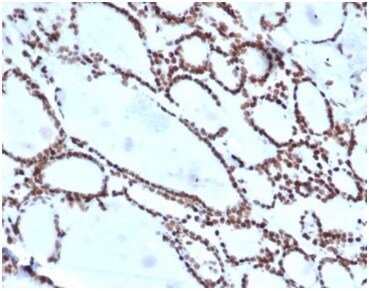 HOXB2 Antibody (PCRP-HOXB2-1F2) - Azide and BSA Free Immunohistochemistry-Paraffin: HOXB2 Antibody (PCRP-HOXB2-1F2) - Azide and BSA Free [NBP3-14063] -