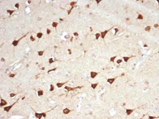 BPIFB1 Antibody (LPLUNC1/7059R) - Azide and BSA Free