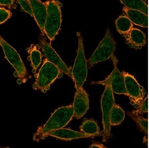 ZNF276 Antibody (PCRP-ZNF276-1A5) - Azide and BSA Free Immunocytochemistry/ Immunofluorescence: ZNF276 Antibody (PCRP-ZNF276-1A5) - Azide and BSA Free [NBP3-14066] -