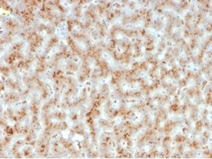 Haptoglobin Antibody (HP/3835) - Azide and BSA Free Immunohistochemistry-Paraffin: Haptoglobin Antibody (HP/3835) - Azide and BSA Free [NBP3-14067] -