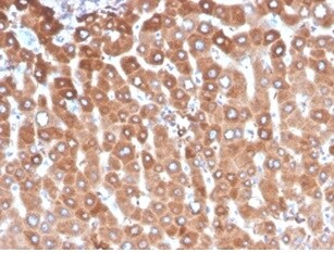 Haptoglobin Antibody (HP/3837) - Azide and BSA Free Immunohistochemistry-Paraffin: Haptoglobin Antibody (HP/3837) - Azide and BSA Free [NBP3-14068] -