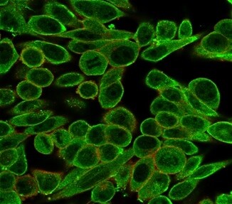 MED21 Antibody (PCRP-MED21-4B5) - Azide and BSA Free Immunocytochemistry/ Immunofluorescence: MED21 Antibody (PCRP-MED21-4B5) - Azide and BSA Free [NBP3-14069] -