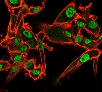 QKI/Quaking Antibody (PCRP-QKI-2F10) - Azide and BSA Free Immunocytochemistry/ Immunofluorescence: QKI/Quaking Antibody (PCRP-QKI-2F10) - Azide and BSA Free [NBP3-14072] -