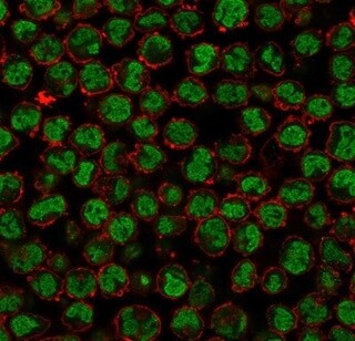 QKI/Quaking Antibody (PCRP-QKI-2F10) - Azide and BSA Free Immunocytochemistry/ Immunofluorescence: QKI/Quaking Antibody (PCRP-QKI-2F10) - Azide and BSA Free [NBP3-14072] -